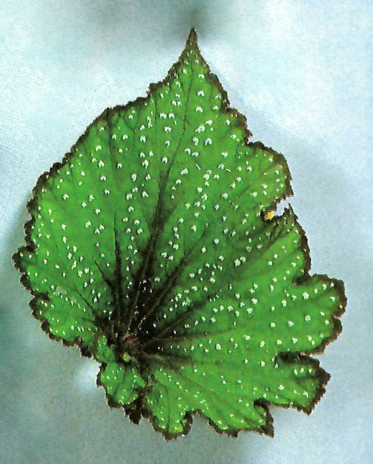 B. ‘Gin-Sei’